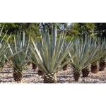 Agave Tequilana