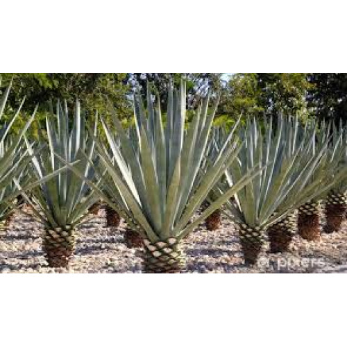 Agave Tequilana 